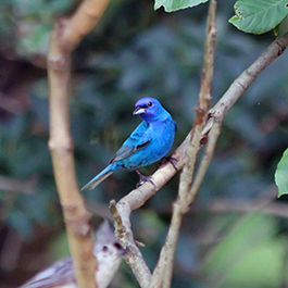 indigo bunting