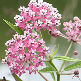 swamp milkweed