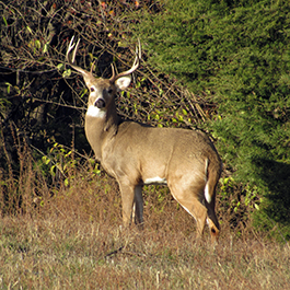 white-tail deer